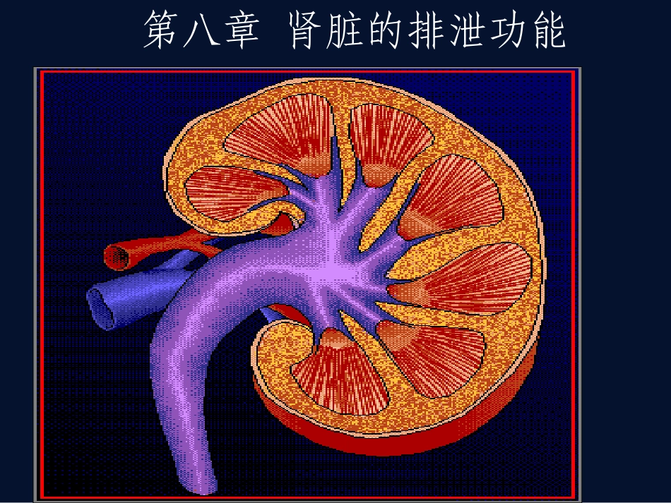 肾脏的排泄功能  课件_第1页