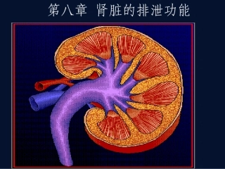 肾脏的排泄功能  课件