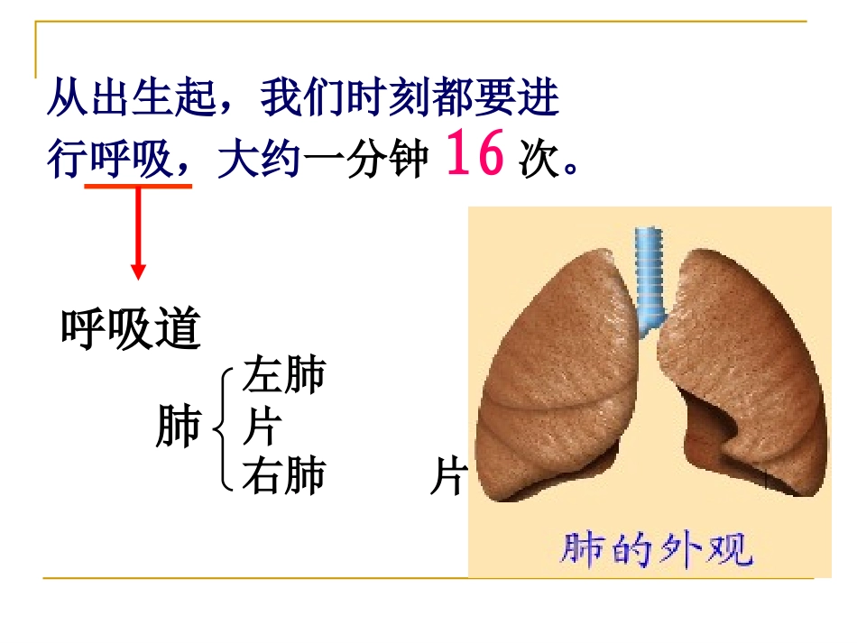 肺的气体交换_第2页