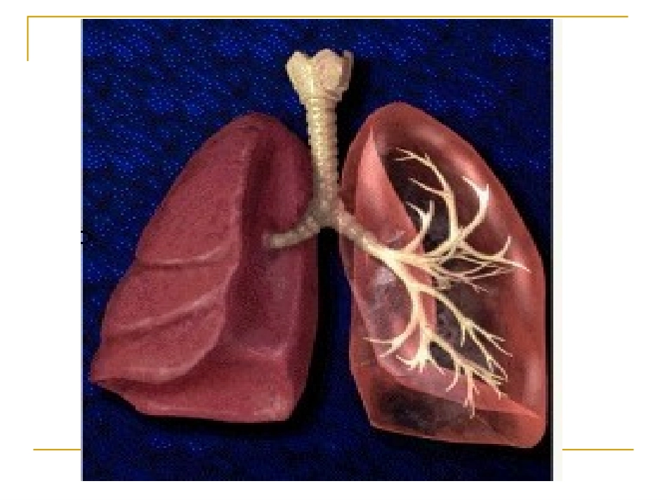 肺的气体交换_第3页