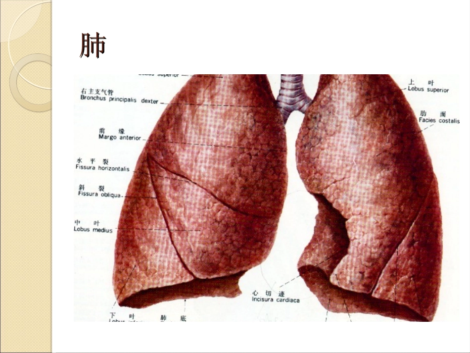肺病科护理常规_第2页