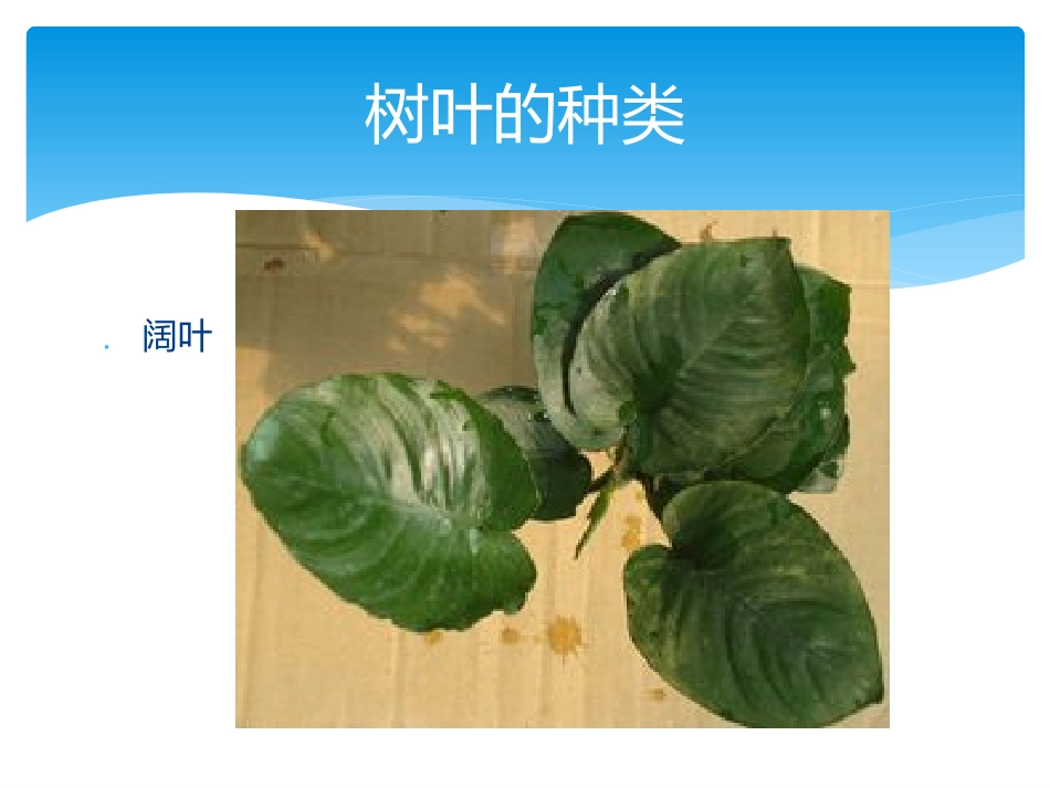 叶子里的秘密PPT_第2页