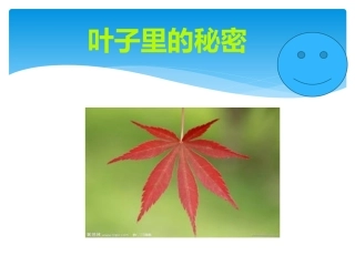 叶子里的秘密PPT
