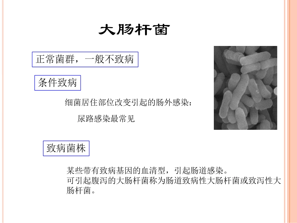 肠出血性大肠杆菌O104H4检测技术_第2页