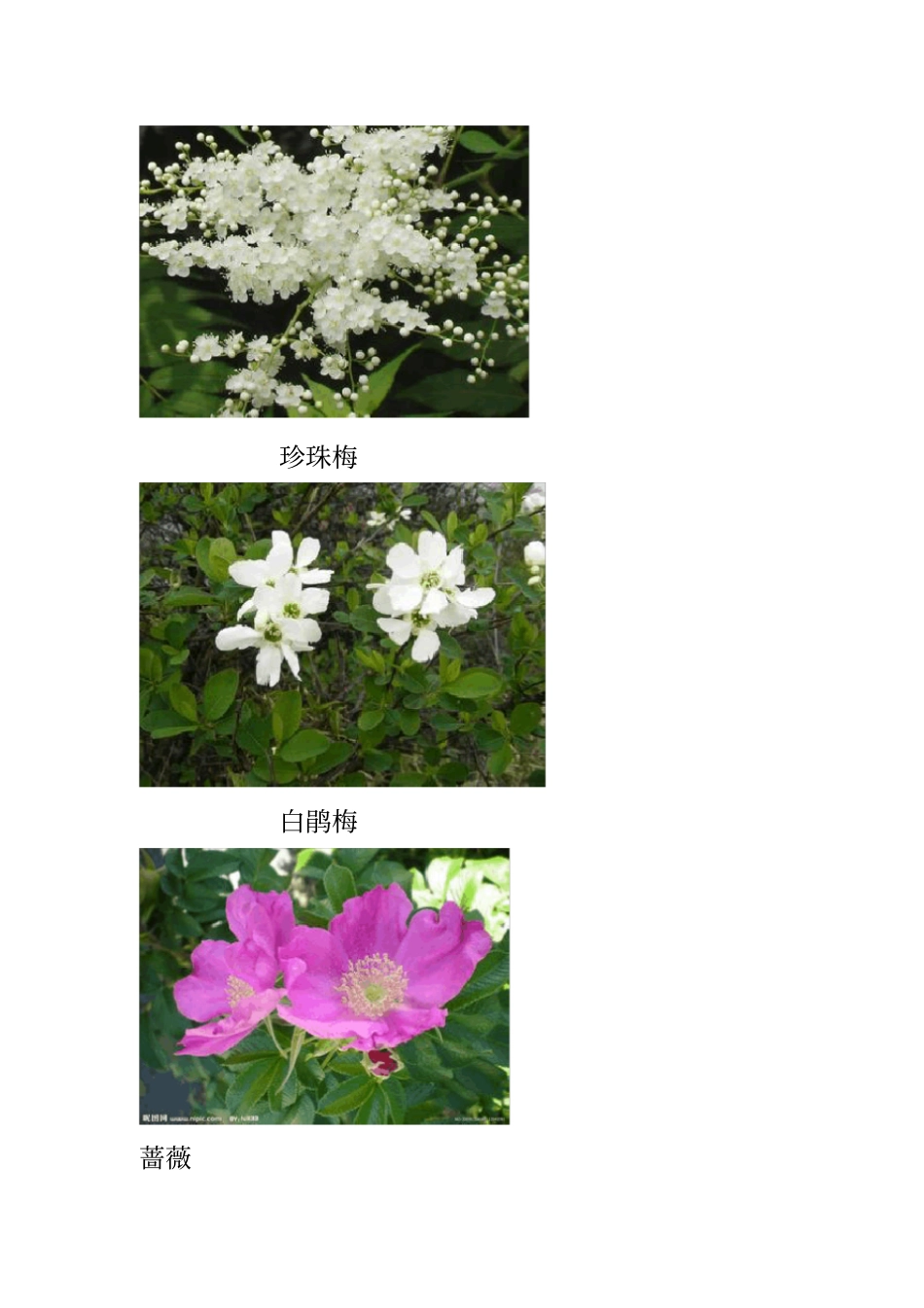 1常见花木类园林树木讲解_第2页