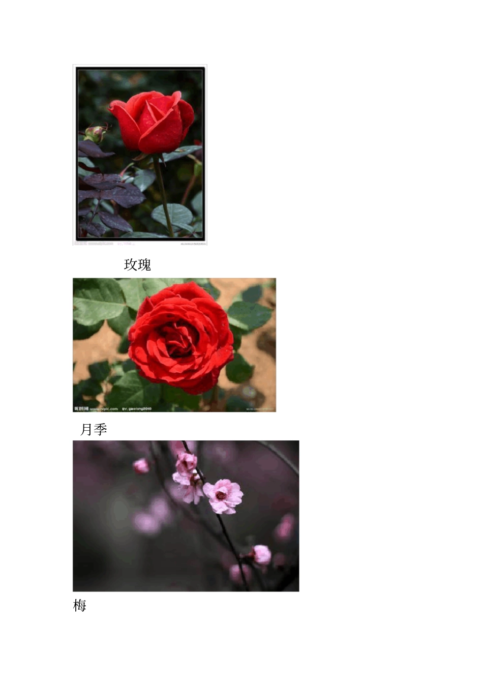 1常见花木类园林树木讲解_第3页