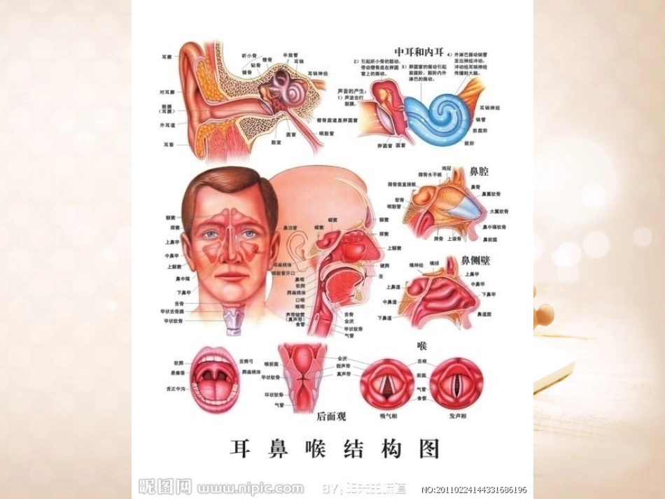 耳鼻喉科绪论_第3页