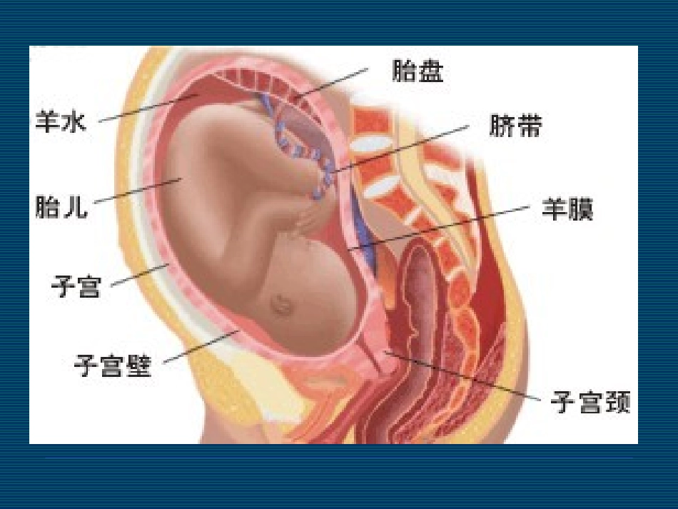 羊膜在眼科的应用_第3页