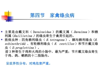 绦虫病 家禽绦虫病