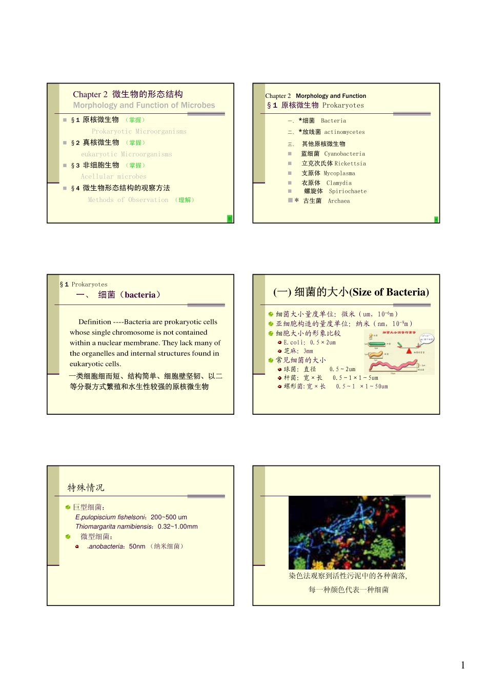 细菌形态特征与结构_第1页