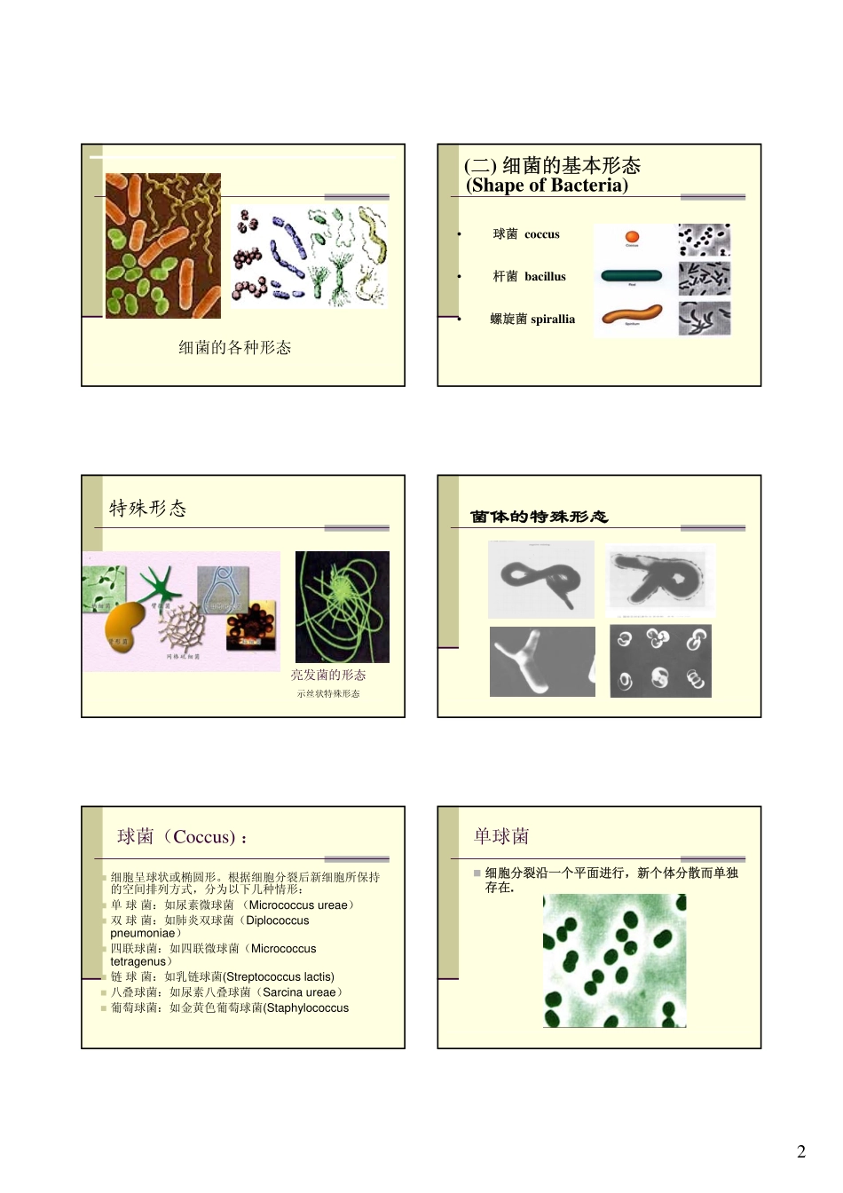 细菌形态特征与结构_第2页