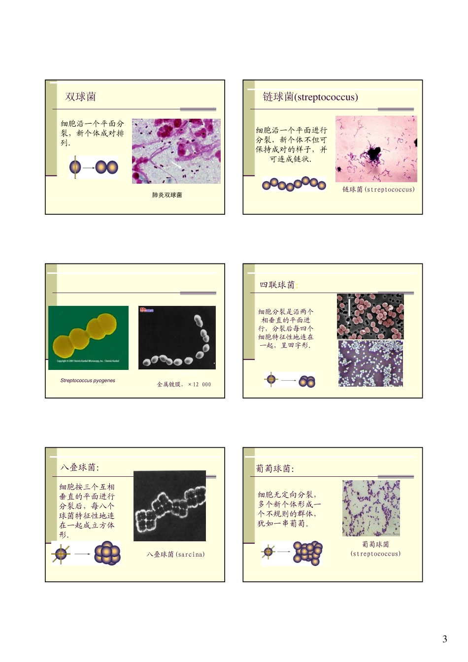 细菌形态特征与结构_第3页