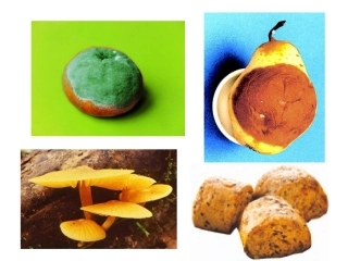 细菌和真菌的分布-(共25张ppt)