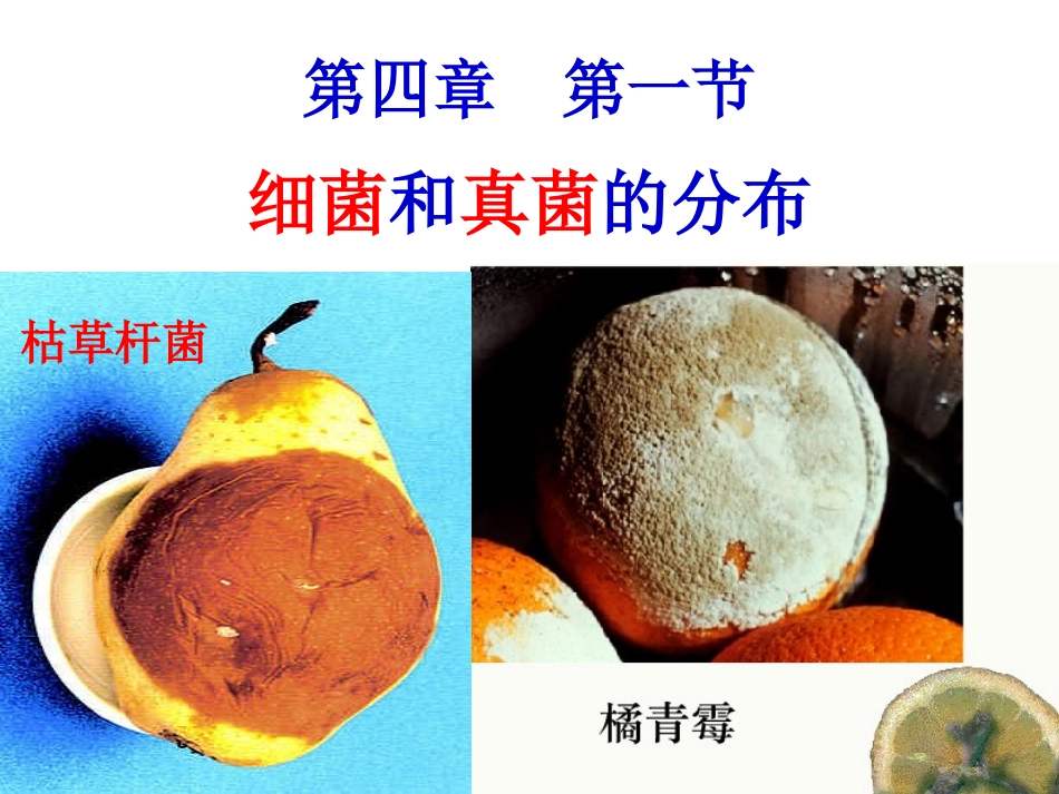 细菌和真菌的分布1_第1页