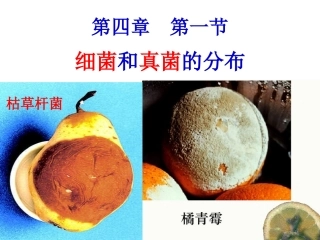 细菌和真菌的分布1