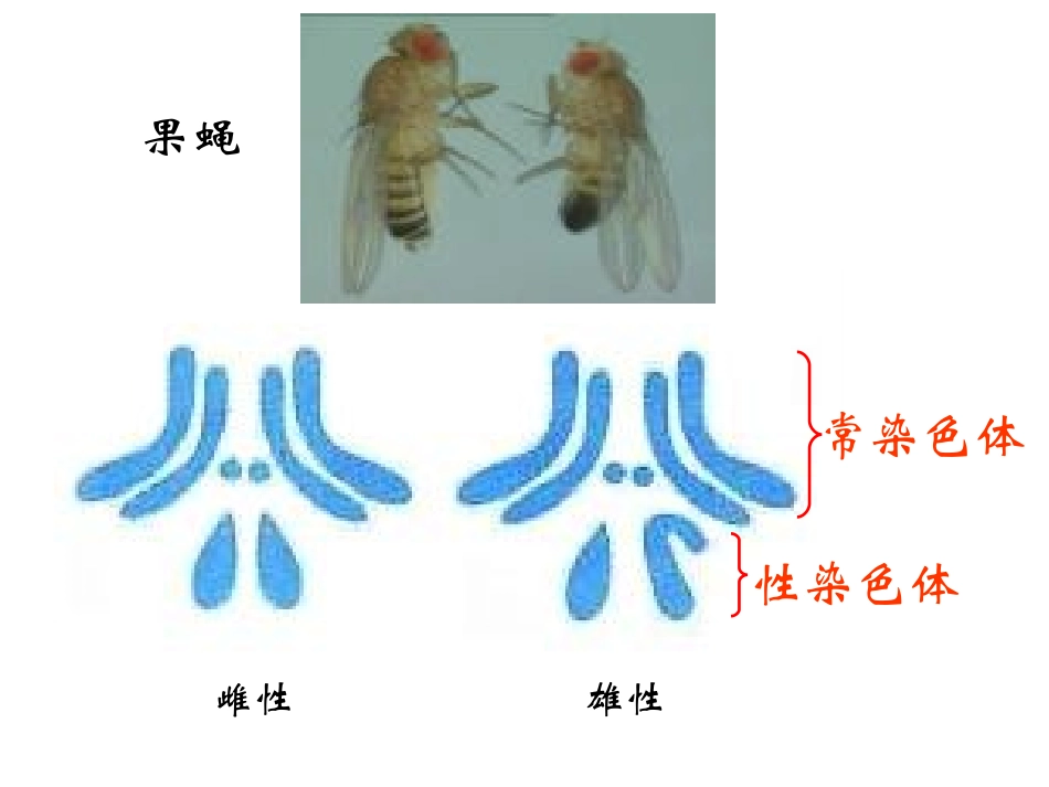 细胞质遗传和细胞核遗传_第3页