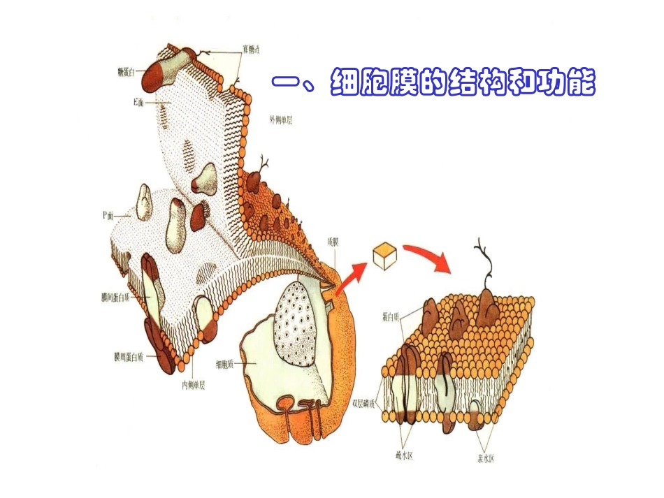 细胞膜细胞核_第1页