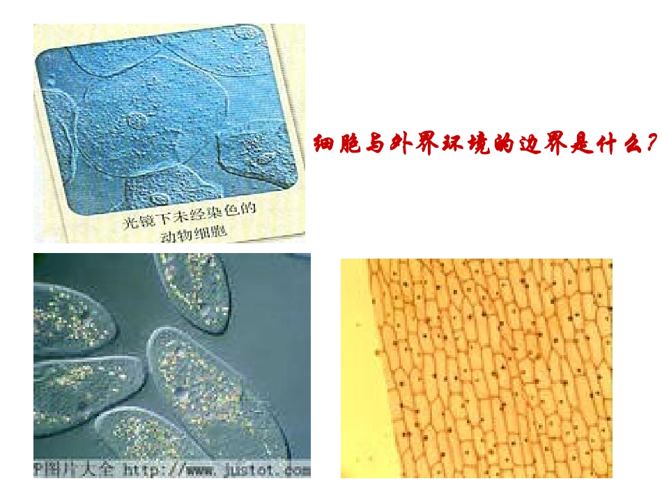 细胞膜系统的边界][1][1][1][1].PTT_第2页