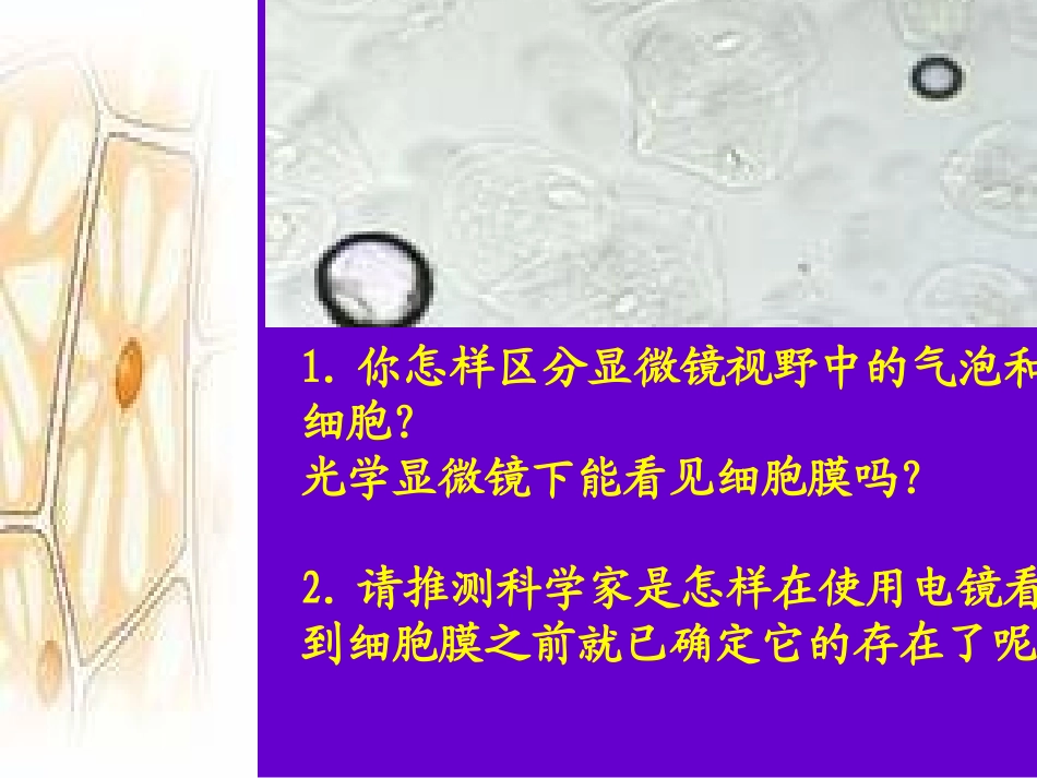 细胞膜系统的边界][1][1][1][1].PTT_第3页
