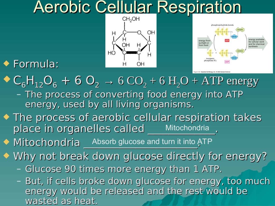 细胞的呼吸(Cellular-Respiration)_第3页