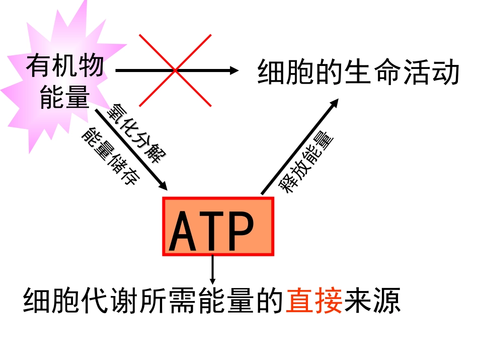 细胞的能量通货--ATP_第3页