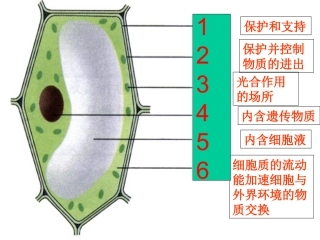 细胞的分裂与分化
