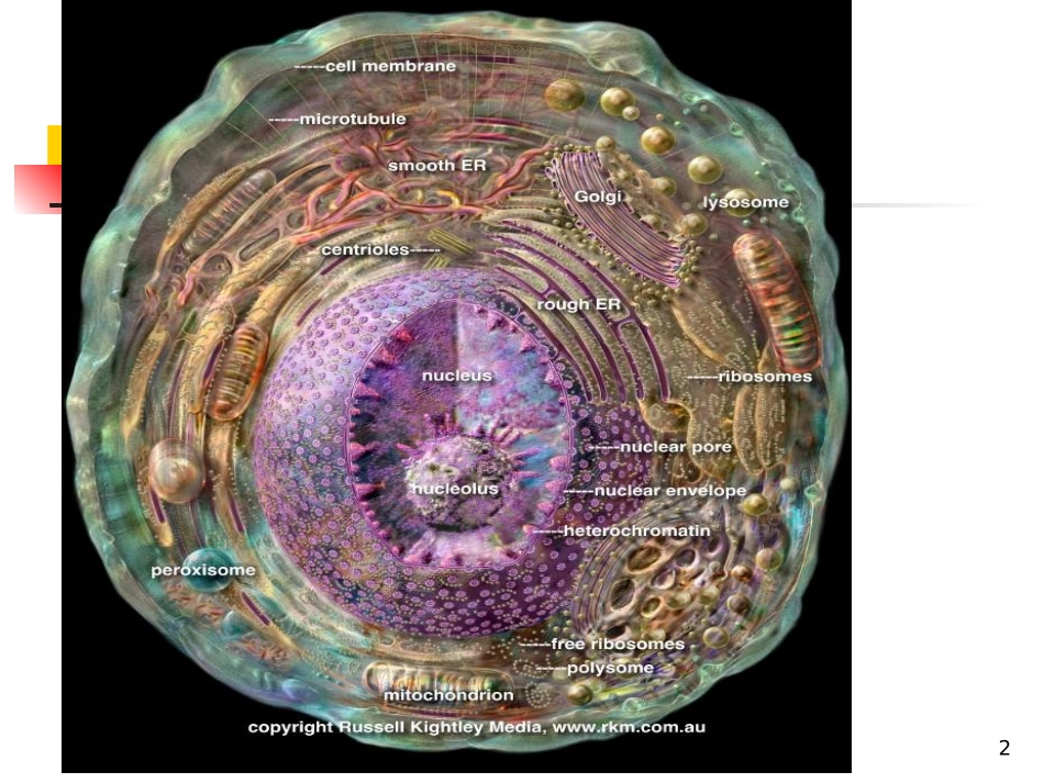细胞的概念与分子基础_第2页