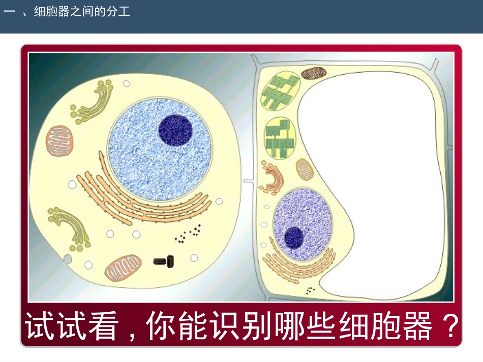 细胞器-系统内的合作分工_第3页