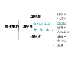细胞器-系统内的合作分工