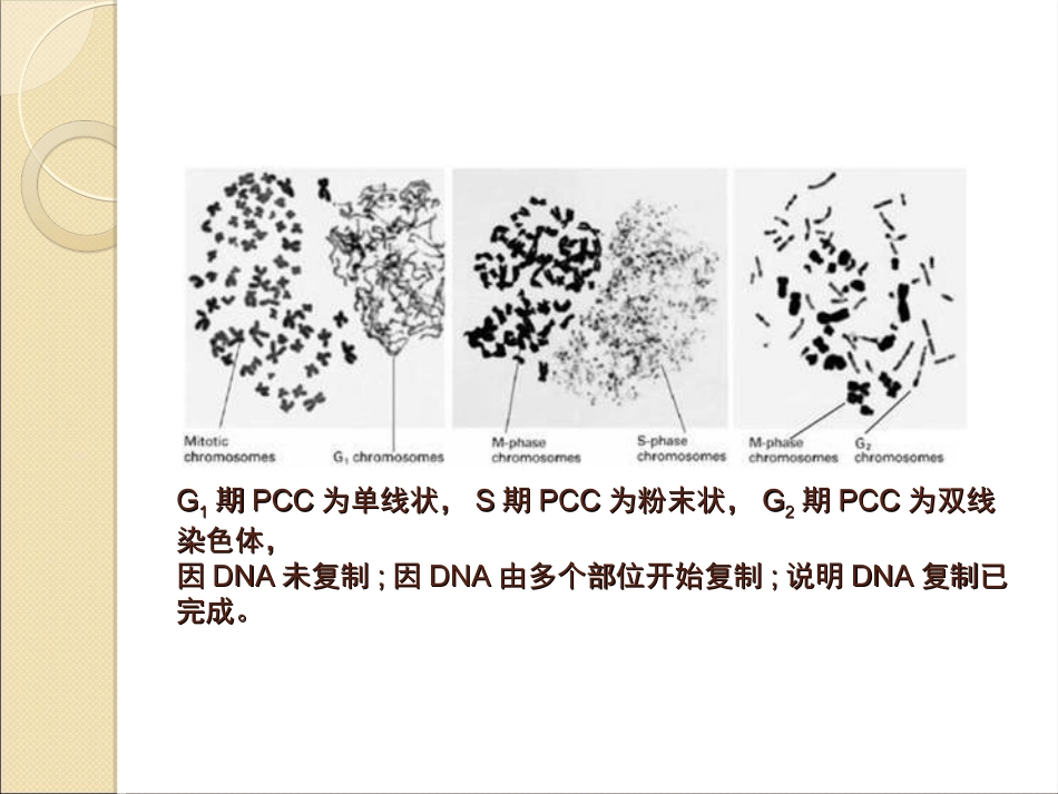 细胞周期调控(精)_第3页