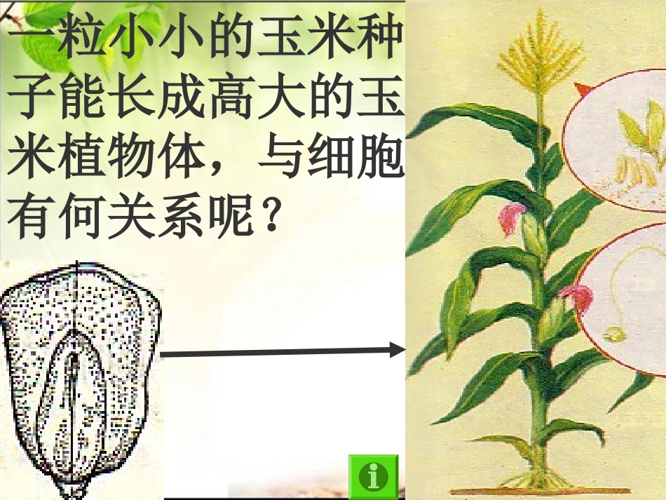 细胞分裂和生长_第2页