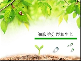 细胞分裂和生长