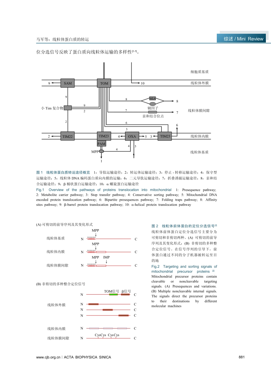 线粒体蛋白质的转运_第2页