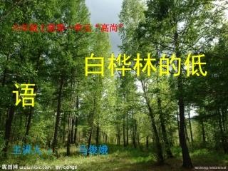 白桦林的低语稿