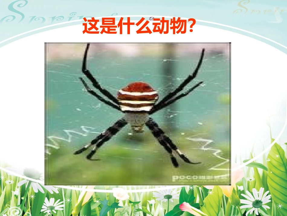 七年级下册第四单元《蜘蛛》_第1页