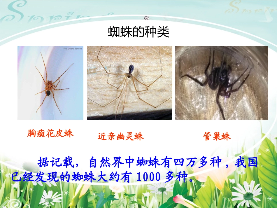 七年级下册第四单元《蜘蛛》_第2页