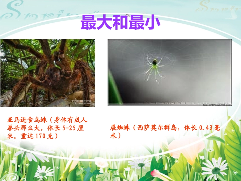 七年级下册第四单元《蜘蛛》_第3页