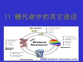 糖代谢中的其它途径