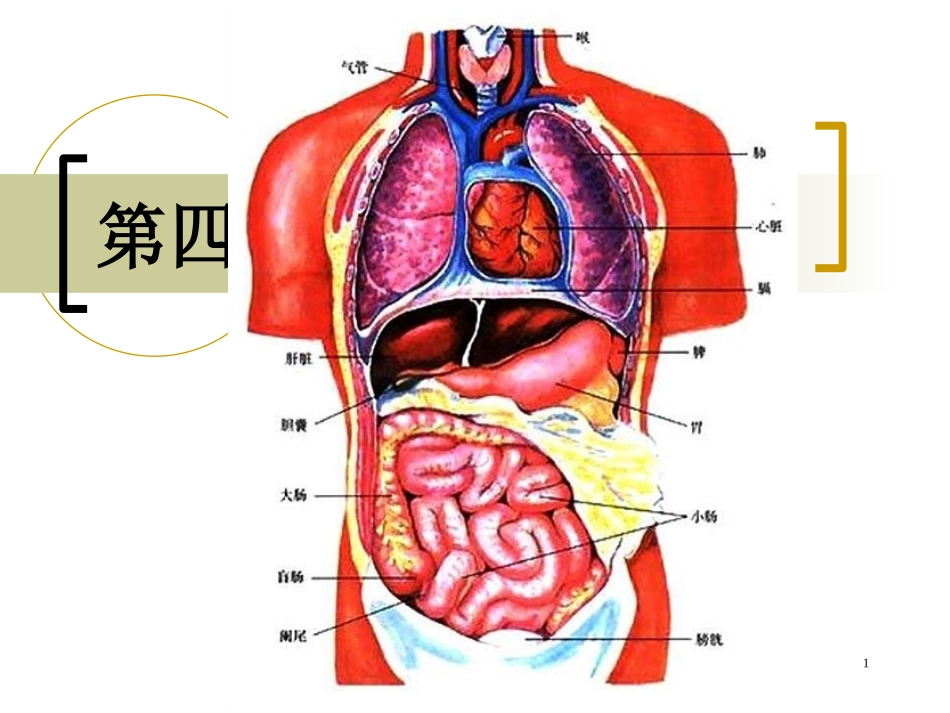 第四篇_内脏系统药理_第1页