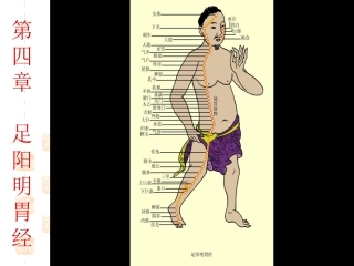 第四章  足阳明胃经