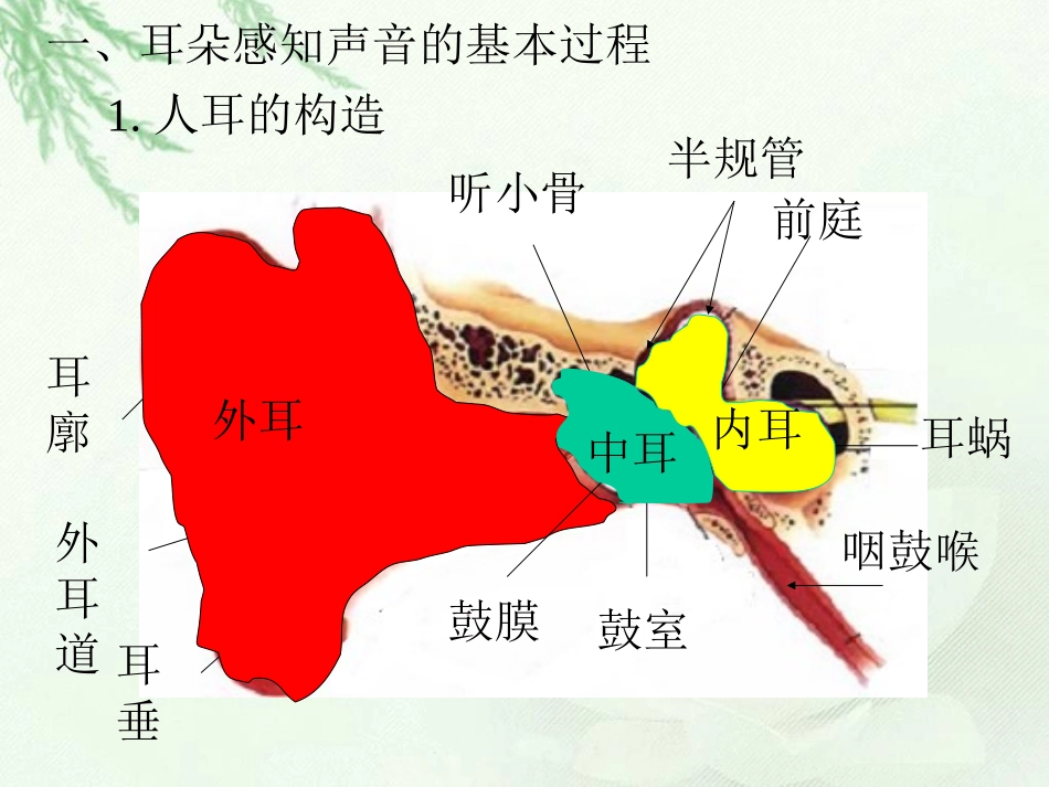 第六课时我们是怎样听到声音的_第2页