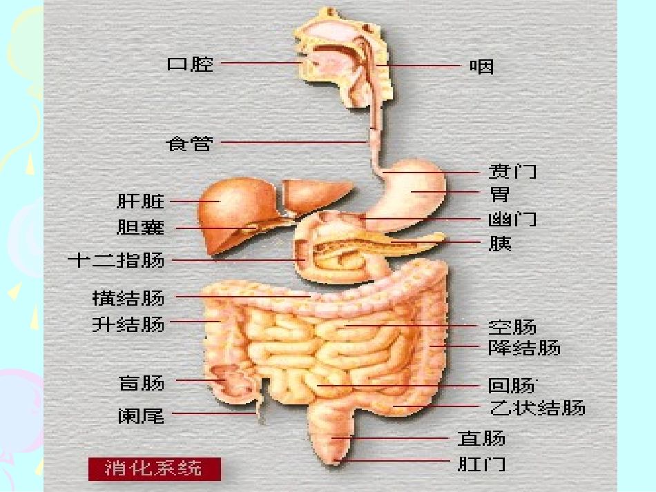 第六章 消化与呼吸_第2页
