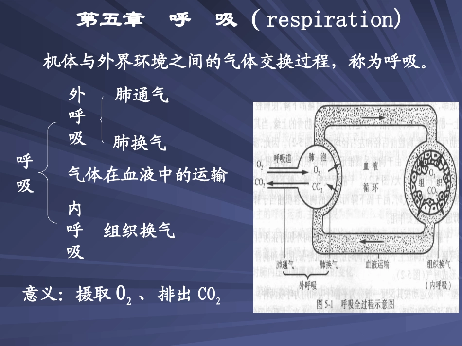 第五章 呼吸和体温_第1页