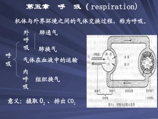 第五章 呼吸和体温