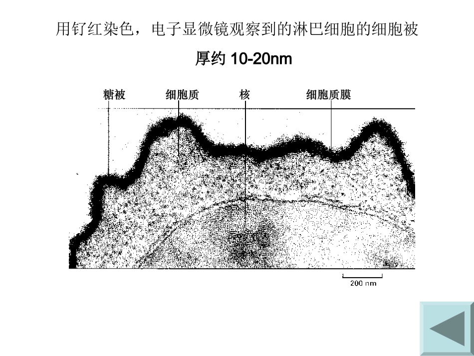第二节  细胞外被与细胞外基_第3页