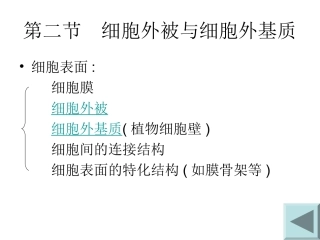 第二节  细胞外被与细胞外基