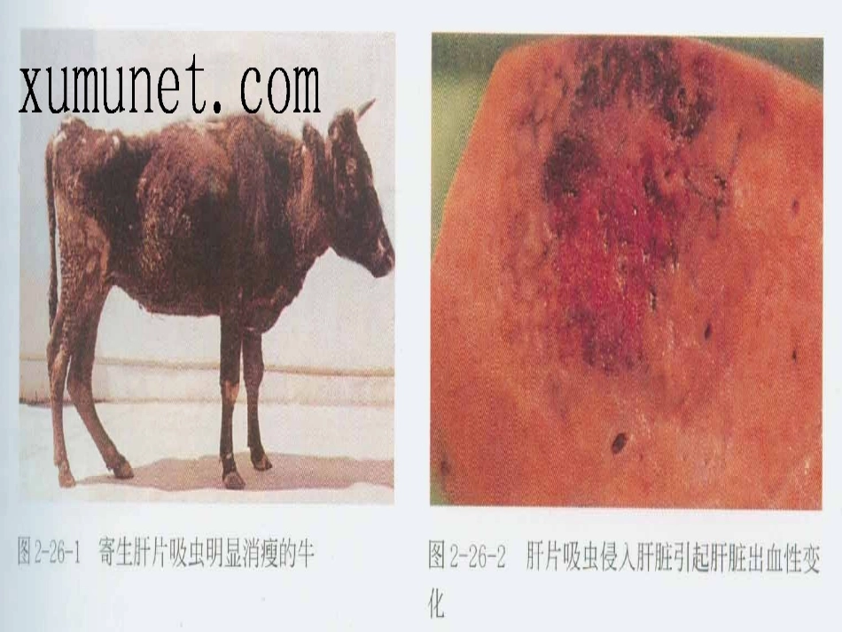 第二节  肝片吸虫病_第3页