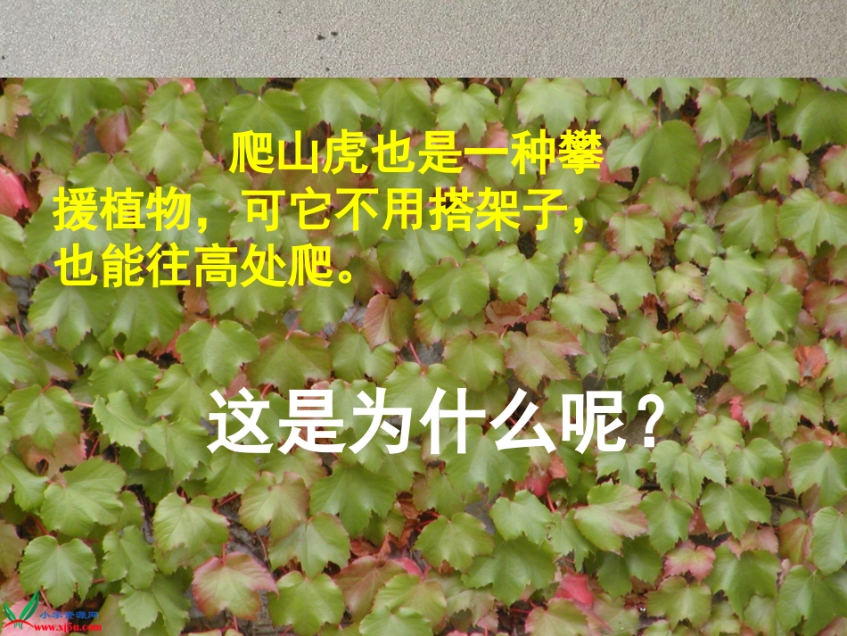 爬山虎的脚-(2)_第3页