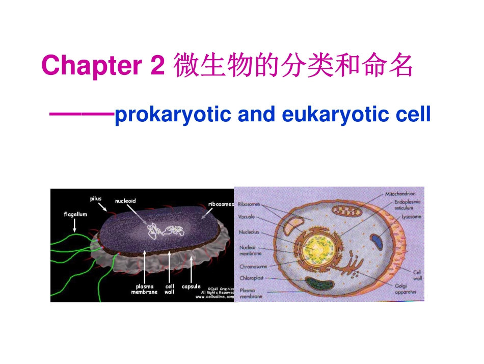 第二章 微生物的分类与命名_第1页