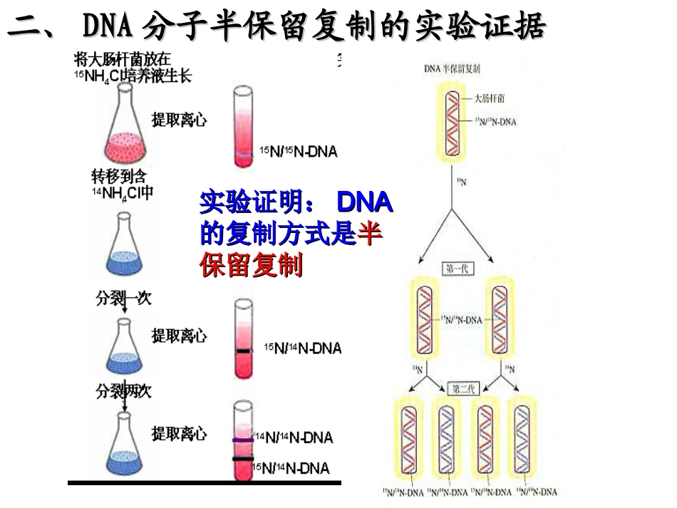 3.3《DNA的复制》课件4_第3页